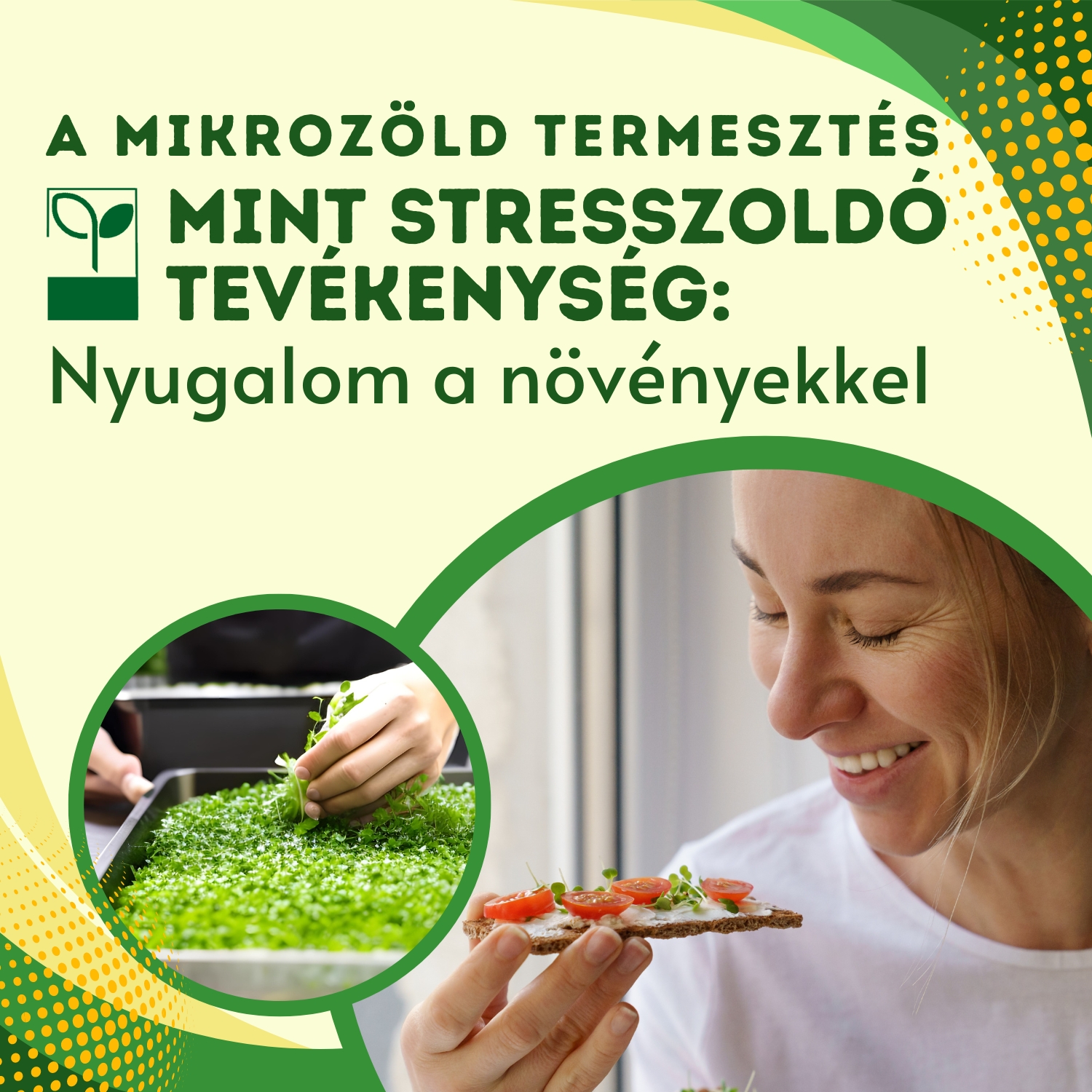 A mikrozöld termesztés mint stresszoldó tevékenység: Nyugalom a növényekkel